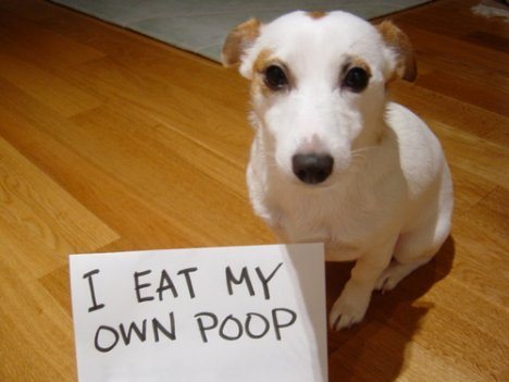 eat-poo1.jpg