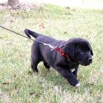 puppy tugs