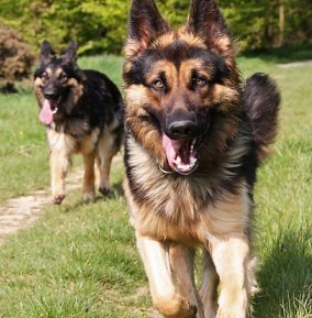 RecallShepherds