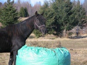blindhorse