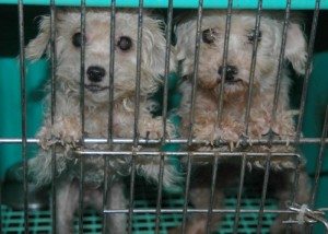 puppy_mill_-_hsi_c_original_original