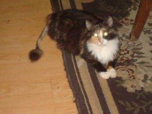 cat