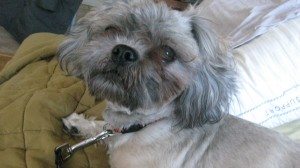 dog