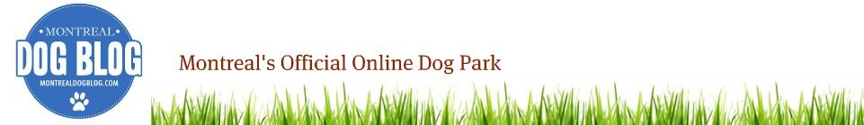 Montreal Dog Blog