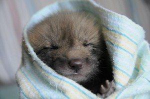 babyfox