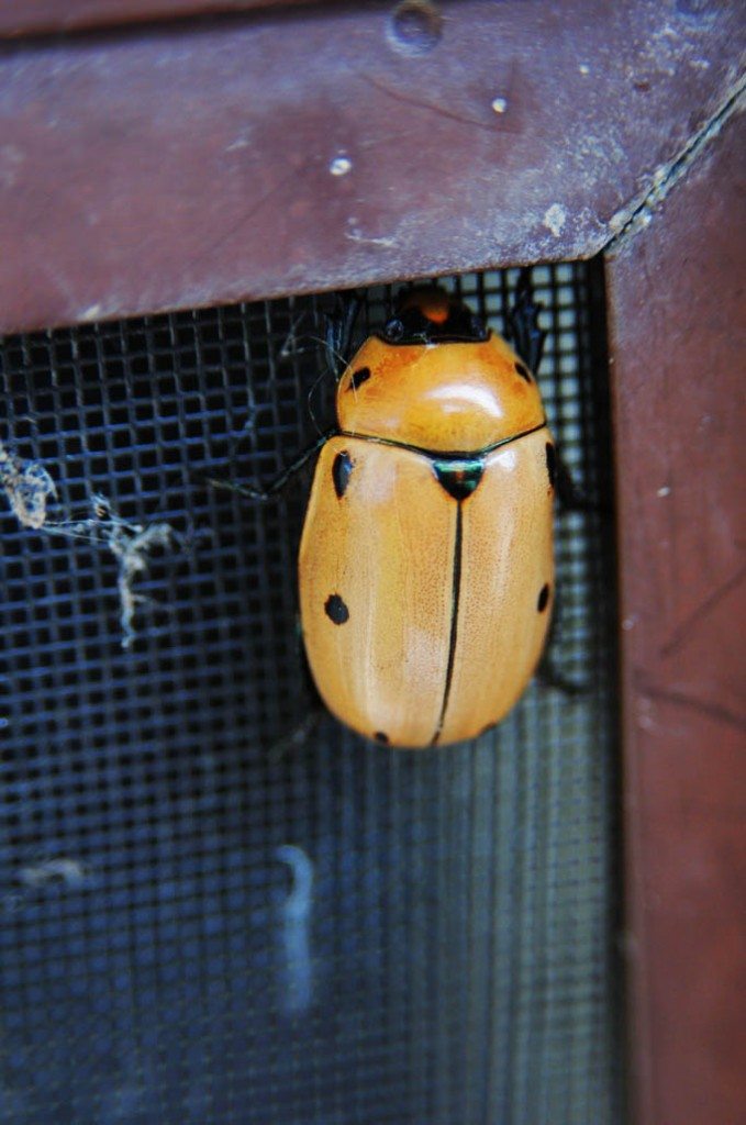 June Beetle