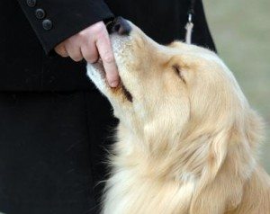 golden 148929-388x309-Rewarding-a-Golden
