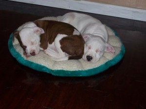 sleeping pits Picture016