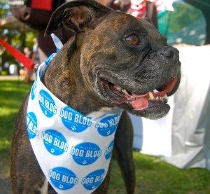 bandana