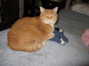 Hugo