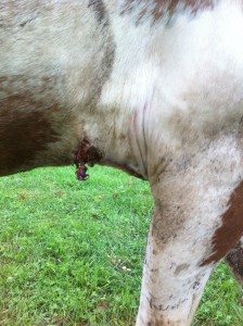 horseinjury2