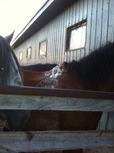 horseinjury4