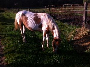 horsethin