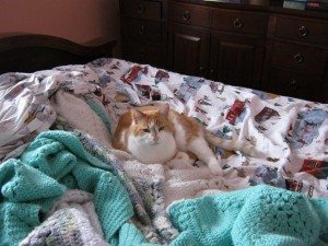 nath cat
