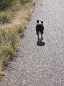 chase