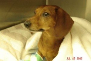 heidi