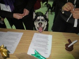 mdbdog