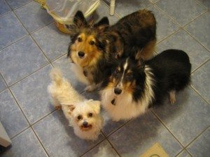 suzsheltie