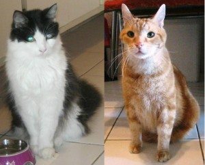 cats1