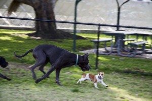 dog chasing dog 1fe