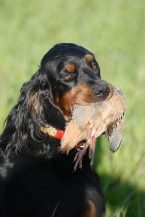 Ask a Trainer: Are your dogs playing too rough? How an ...