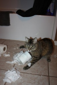 Kira decided to get into the new package of toilet paper, chirping with delight at what she had found.