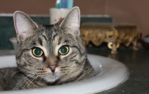 Kira in her favorite spot: The bathroom sink!