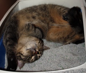 Kira always wants to be part of the action. Here she is jumping into her freshly changed litter, taking the opportunity to get a belly rub!