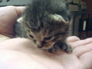 Kira at ten days old