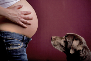 Can dogs tell if we're pregnant?