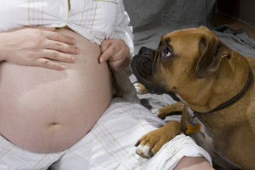 female dog get pregnant by a human 