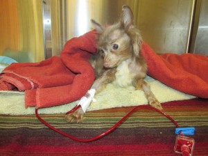 Nelson needed a blood transfusion to live.