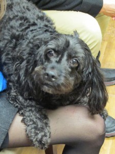 Blackie - a Paw it Foward donation recipient