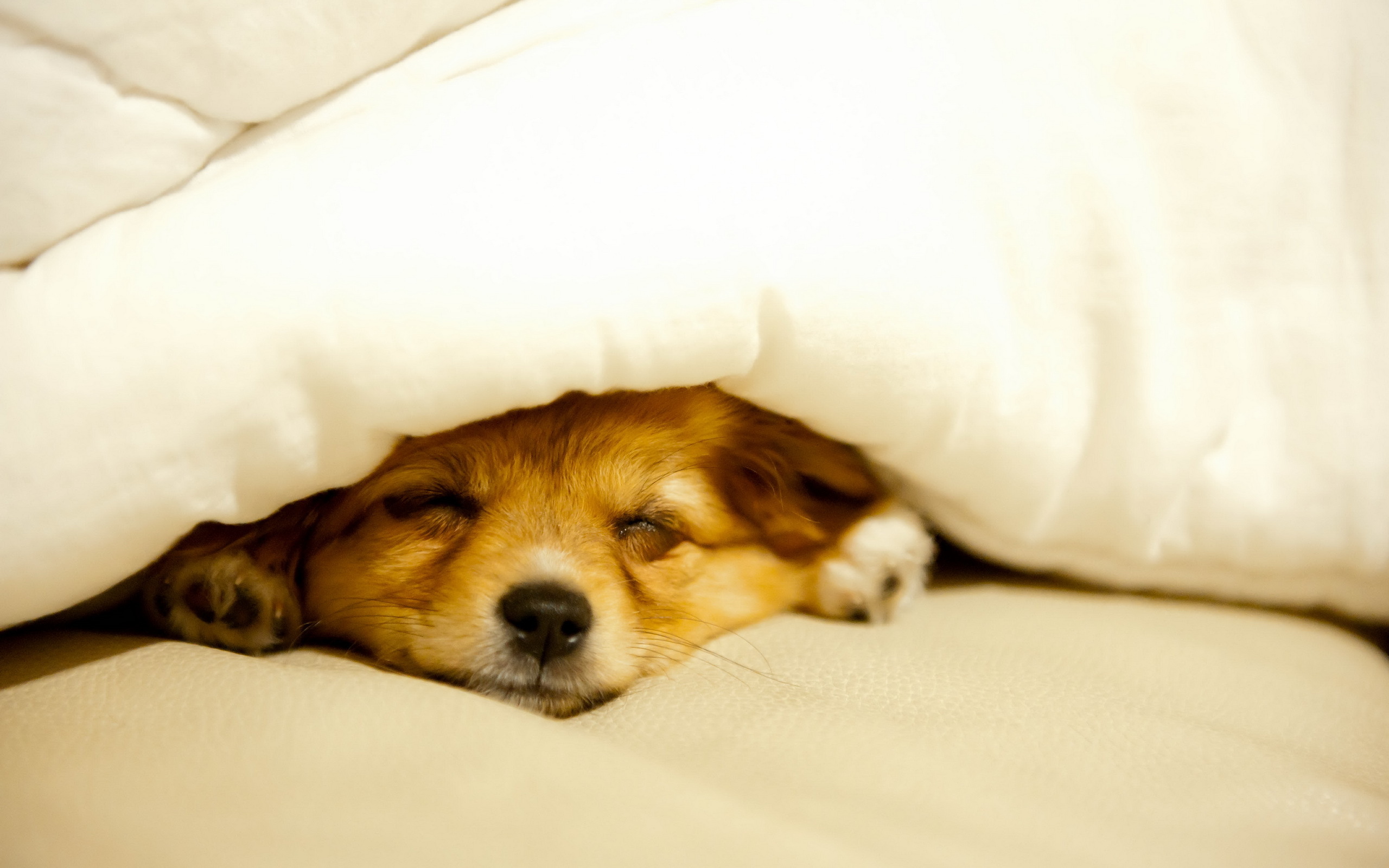 Why do dogs bark in their sleep   answers.com