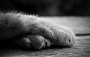 Cattoes