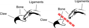 declaw-graphic