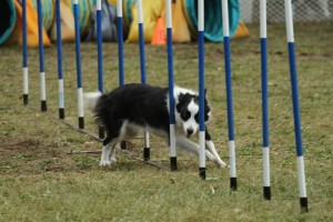 Keeper handles the weave pole with ease.