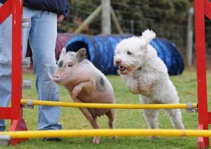pig-puppy-jump