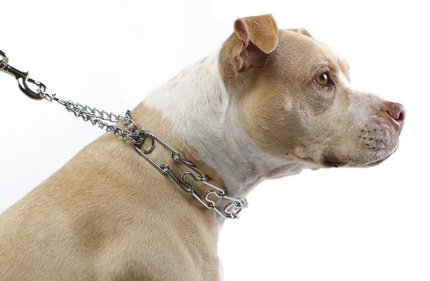 Should I be using a choke or prong collar on my dog Montreal Dog Blog