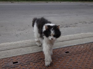 Following me off of the bike path. 