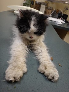 Velo at Animal Health Clinic: extremely weak (please check out those adorable feet). 