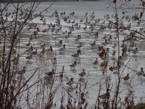 The sound of hundreds of duck wings taking to the sky is wonderful! These Mallards clearly know a good place when they see it.