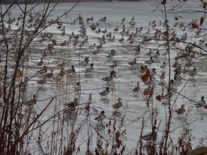 The sound of hundreds of duck wings taking to the sky is wonderful!  These Mallards clearly know a good place when they see it.  