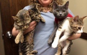 Kittens recently adopted out of Timberlea Vet Clinic - all responsibly sterilized before going to their new homes.