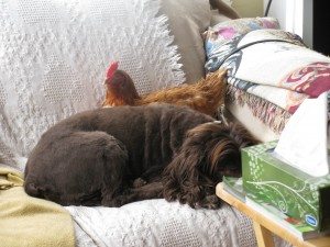 Henny and Ben curl up together.