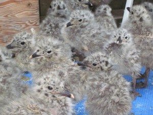 Le Nichoir cares for over 1500 birds per year.