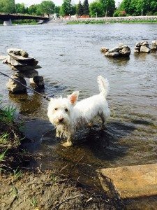 Turns out Fergus loves to swim!