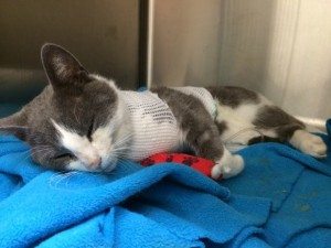 Mr. Grey recovers at Timberlea Vet Clinic.