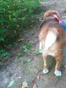 "Fat Tango" require ACL surgery on his right leg.