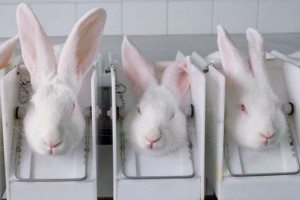 rabbits-article-624350439